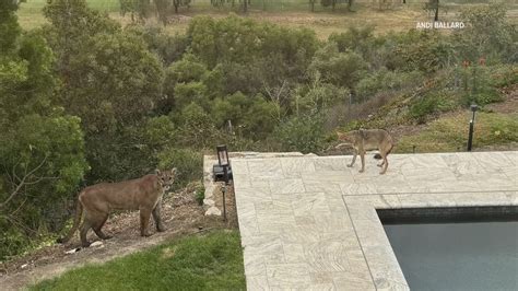 Mountain lion and coyote stare off caught on camera | cbs8.com