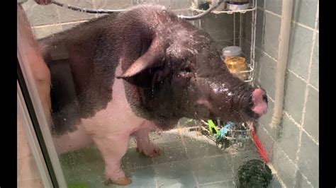 【宠物猪】洗澡反正也不是很愿意吧 - YouTube