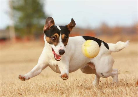 Image result for How to Fetch PDF File From MySQL Database