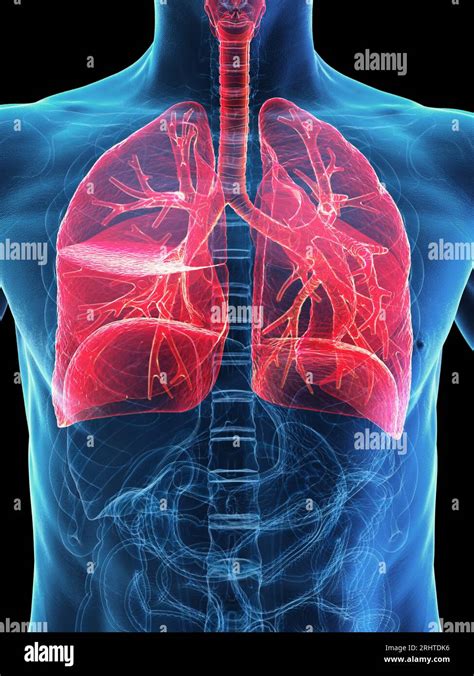 Image result for Lung Segmentation Using CNN