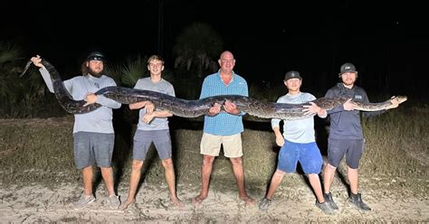Image result for Python Snake Florida
