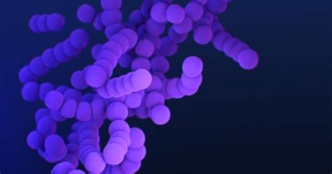 STREP 的图像结果