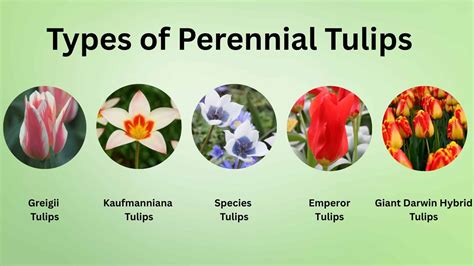 Are Tulips Perennials? - My Earth Garden