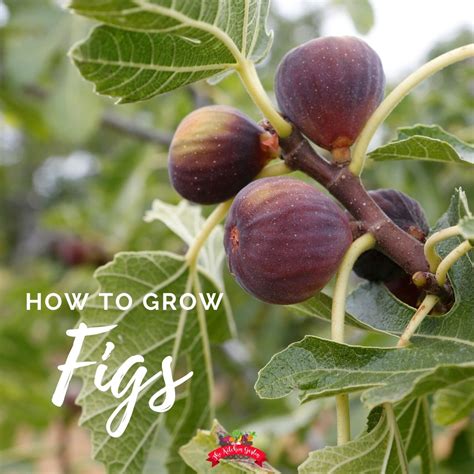 Celeste Fig Tree Indoor