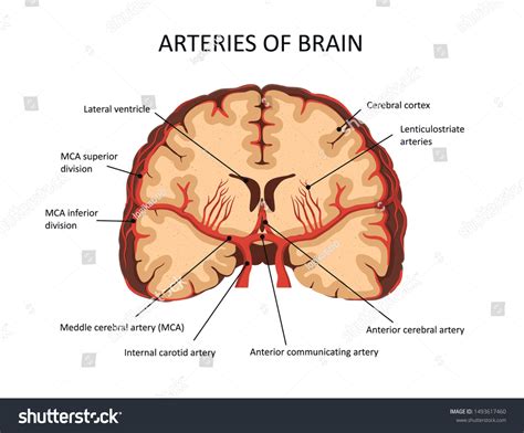 Middle Cerebral Artery Arteries Brain 스톡 벡터(로열티 프리) 1493617460 ...