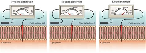 Image result for Negative Membrane Potential