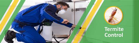 Termite Control in Jaipur! Effective Termite Control & Protection