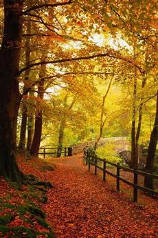 Fall Backgrounds Gold by Gold Iphone Wallpapers Hd Images Autumn Leaves Fall Backgrounds Gold