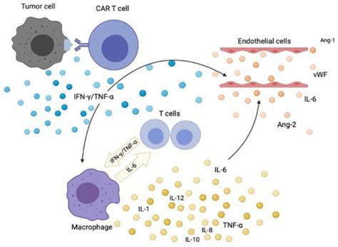 Cytokine Release Syndrome in the Immunotherapy of Hematological ...
