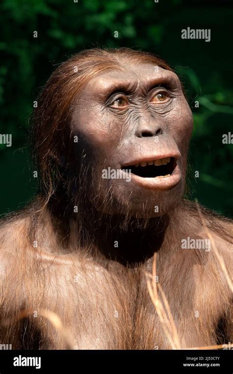Australopithecus Sounds 的图像结果