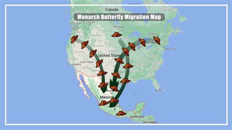Where Do Monarch Butterflies Migrate To in The Winter? In 2024