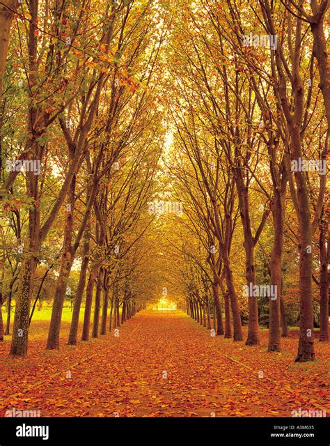 Road Path 的图像结果