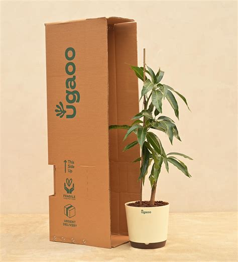 Buy Mango Plant Online | Safe Home Delivery of Plants – Ugaoo