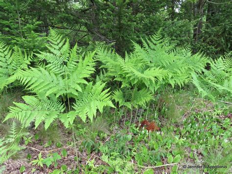 Bracken fern - Cooperative Extension: Maine Wild Blueberries ...