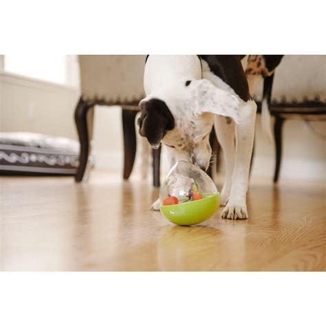 Image result for Interactive Games for Dogs