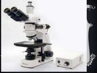 Microscope Example Slide 的图像结果