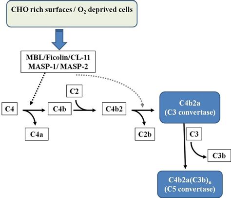 Image result for Lectin Pathway Animation