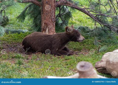 Bear Country South Dakota stock image. Image of animal - 168855793