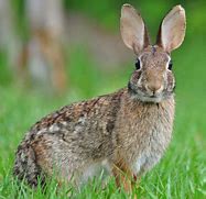 Image result for Wild Rabbit Kingham