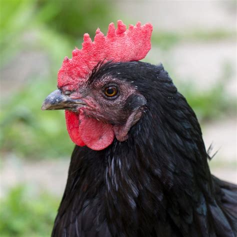 Do Chickens Have Lips? | Chicken Facts - Chicken & Chicks Info