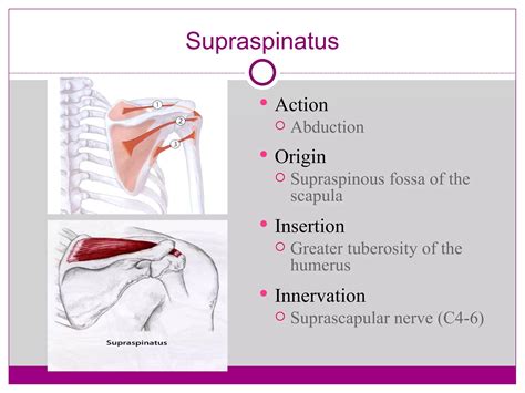 Supraspinatus Origin And Insertion