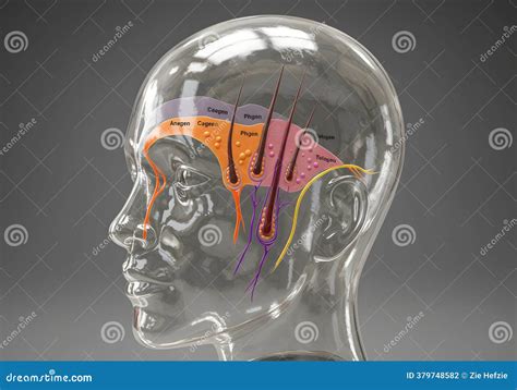 Telogen Hair Growth Phase In A Skin Cross Section Vector Illustration | CartoonDealer.com #252329256 - phases of hair growth