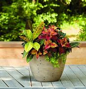 Image result for Lowe's Plants Clearance