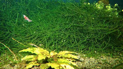 How to Grow Java Moss 的图像结果