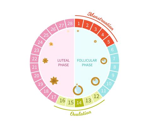 Cycle Syncing Workouts: How to Exercise in Each Phase of Your Menstrual Cycle - Coconuts ...