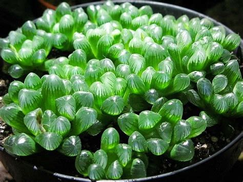 Haworthia cooperi | TheGreenyard.in