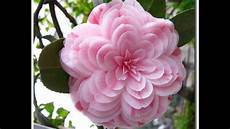 foto di fiori per auguri fiori immagini e frasi foto di fiori per auguri fiori immagini e frasi