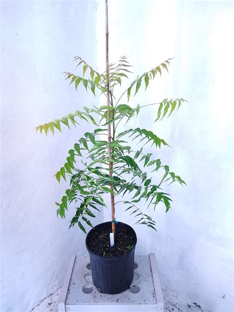 Neem Tree 的图像结果