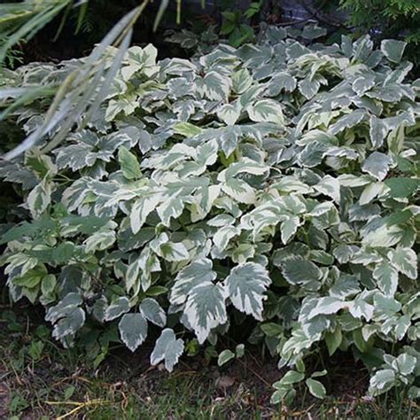Купить сныть Variegata в Березовском питомнике растений