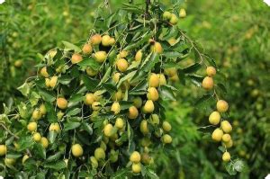 酸枣种子哪里有卖多少钱一斤-绿宝园林网