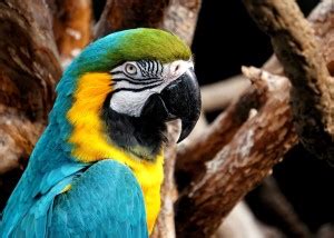 Parrot birds poster, Birds poster , POSTER, ANIMALS Poster for Wall ...