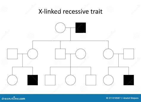 X-linked recessive trait. stock vector. Illustration of chromosome - 311318587