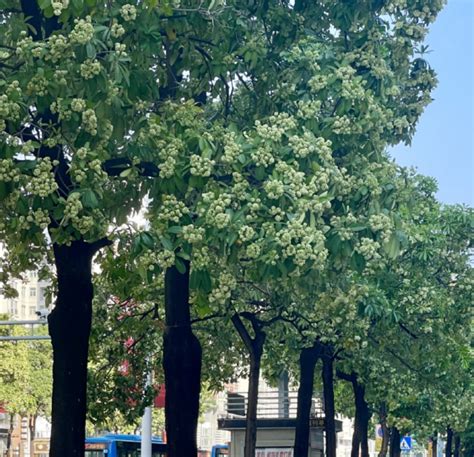 广州街头有“臭树”？专家：糖胶树花气味成分无害_腾讯新闻