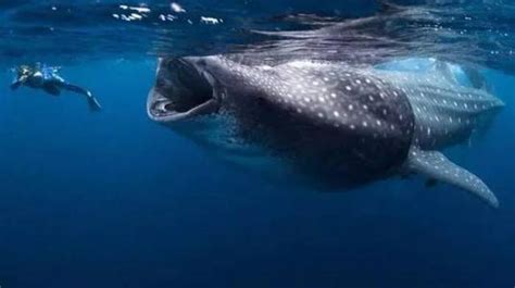 世界上最小的鲸鱼是什么鲸鱼_百度知道