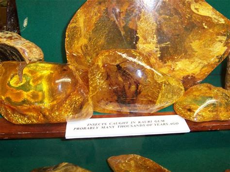 Image result for Biggest Kauri Tree