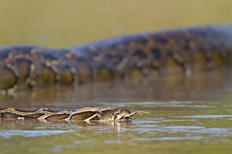 Image result for Python and Anaconda Snake Difference