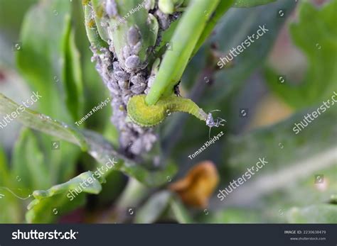 Predator Of Aphids: Over 1,927 Royalty-Free Licensable Stock Photos | Shutterstock