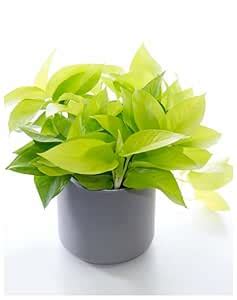Udanta Golden Pothos - Money Plant Best For Indoor Hanging Planters ...