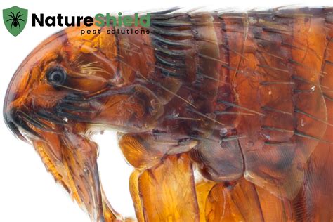 Silent Destroyers: Can Fleas Fly? Know the Facts