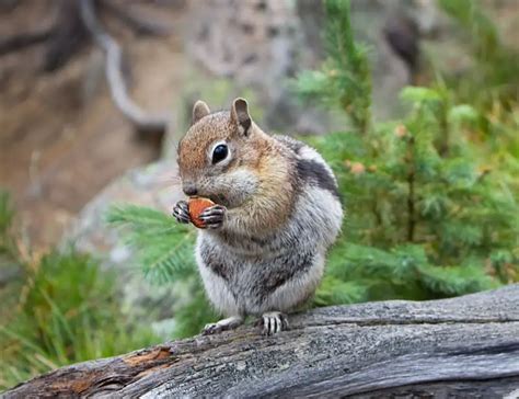 Image result for Digesting Chipmunk