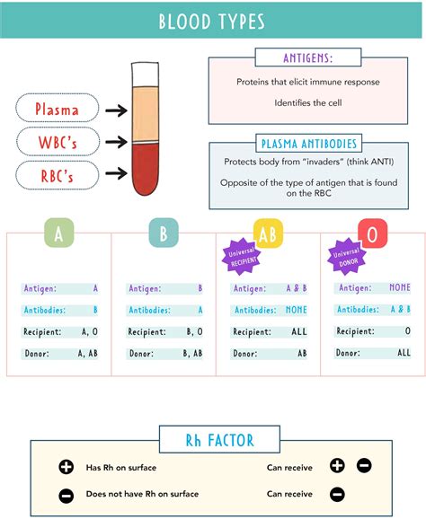 Blood Types - ABO System, Rh Factor, Universal Donor & Recipient