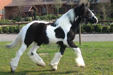 Gypsy Vanner Horse Wallpapers - Wallpaper Cave
