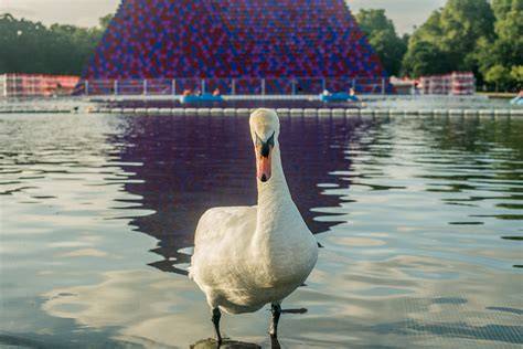 Free Images : river, animal, duck, feather, serpentine, trumpeter swan, swan lake, white swan ...