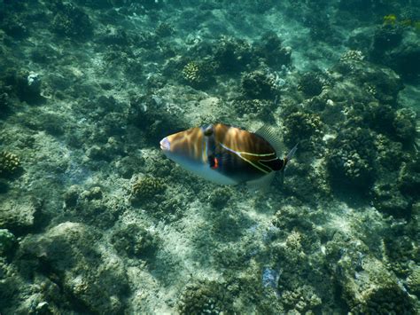 Water sports galore! in Maui, Lanai, and Molokini - Vegan Traveler Blog