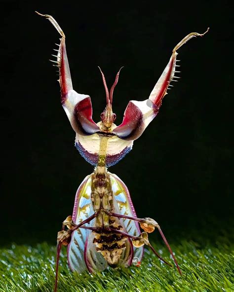 Dr.Geetha Plackal on LinkedIn: Male devil flower mantis Credit ...