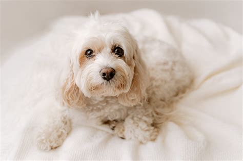 Newborn Cavapoo 的图像结果